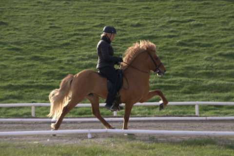 Álfarinn í dóm á Hellu 2013 064