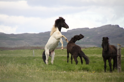 ketilsstair_110610_003 ketilsstair_110610_003
