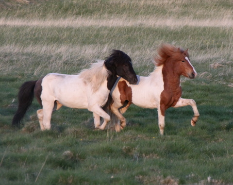 ketilsstair_110610_038 ketilsstair_110610_038