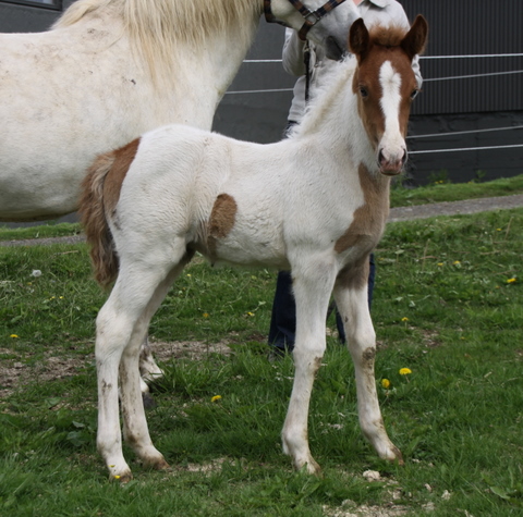 vaka_og_lffinnsdttir_210610_004 vaka_og_lffinnsdttir_210610_004