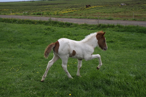 vaka_og_lffinnsdttir_210610_010 vaka_og_lffinnsdttir_210610_010