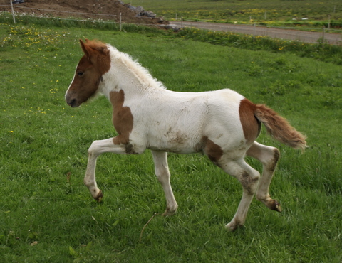 vaka_og_lffinnsdttir_210610_014 vaka_og_lffinnsdttir_210610_014