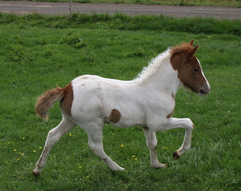 vaka_og_lffinnsdttir_210610_018 vaka_og_lffinnsdttir_210610_018