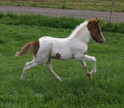 vaka_og_lffinnsdttir_210610_022 vaka_og_lffinnsdttir_210610_022