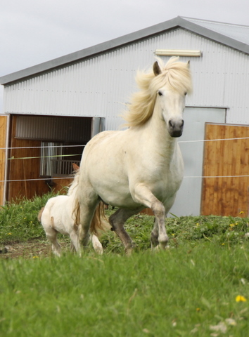 vaka_og_lffinnsdttir_210610_030 vaka_og_lffinnsdttir_210610_030