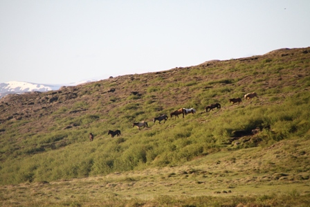 vertutgmlu_folarnir_110610_001 vertutgmlu_folarnir_110610_001