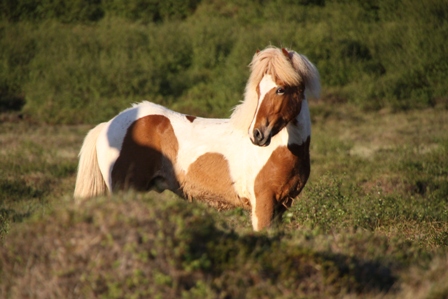 vertutgmlu_folarnir_110610_002 vertutgmlu_folarnir_110610_002