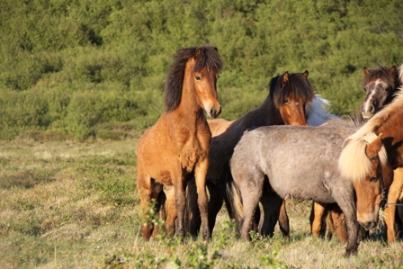 vertutgmlu_folarnir_110610_003 vertutgmlu_folarnir_110610_003