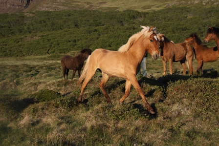 vertutgmlu_folarnir_110610_005 vertutgmlu_folarnir_110610_005