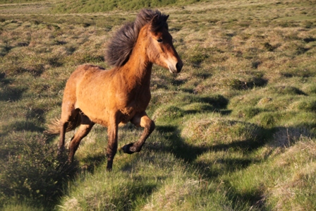 vertutgmlu_folarnir_110610_007 vertutgmlu_folarnir_110610_007