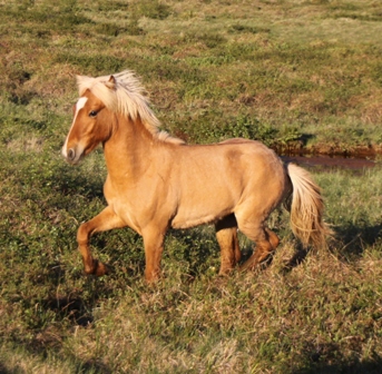 vertutgmlu_folarnir_110610_009 vertutgmlu_folarnir_110610_009