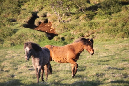 vertutgmlu_folarnir_110610_011 vertutgmlu_folarnir_110610_011