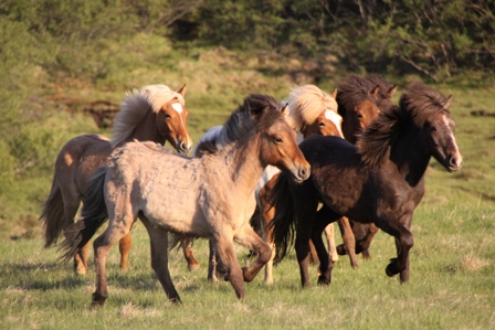 vertutgmlu_folarnir_110610_015 vertutgmlu_folarnir_110610_015