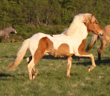 vertutgmlu_folarnir_110610_018 vertutgmlu_folarnir_110610_018