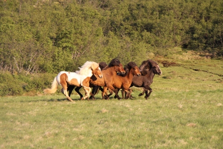 vertutgmlu_folarnir_110610_019 vertutgmlu_folarnir_110610_019