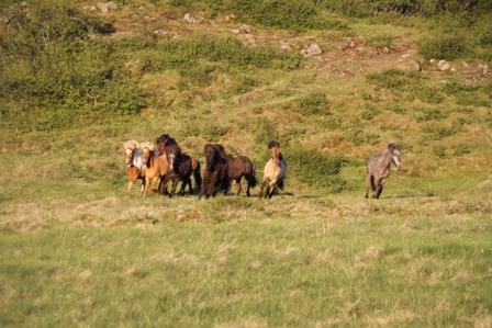 vertutgmlu_folarnir_110610_020 vertutgmlu_folarnir_110610_020