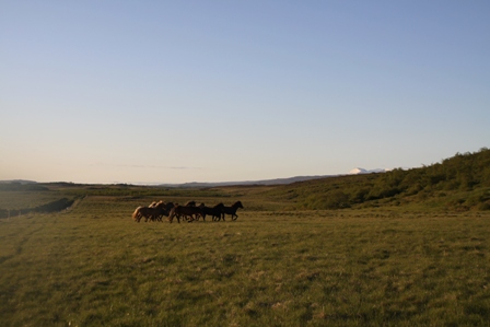 vertutgmlu_folarnir_110610_026 vertutgmlu_folarnir_110610_026