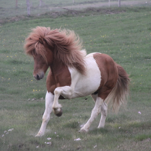 ljni_og_amazon_jn10_012 ljni_og_amazon_jn10_012