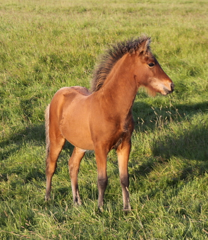 vakningmirra_og_afkvmi09_033 vakningmirra_og_afkvmi09_033