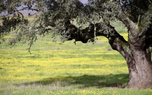 bastarda_des bastarda_des