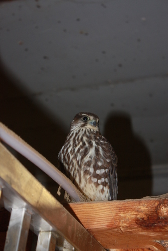 mars10_015 mars10_015