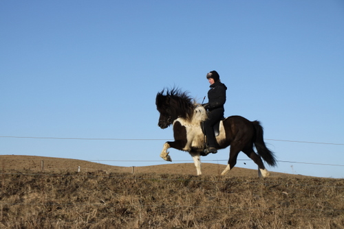 mergur_og_co.feb.10_004 mergur_og_co.feb.10_004