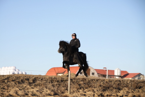 mergur_og_co.feb.10_007 mergur_og_co.feb.10_007