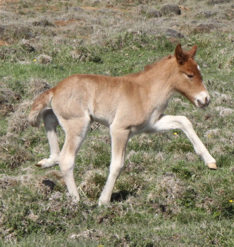 lfads_og_dttir_6_jni10_006 lfads_og_dttir_6_jni10_006