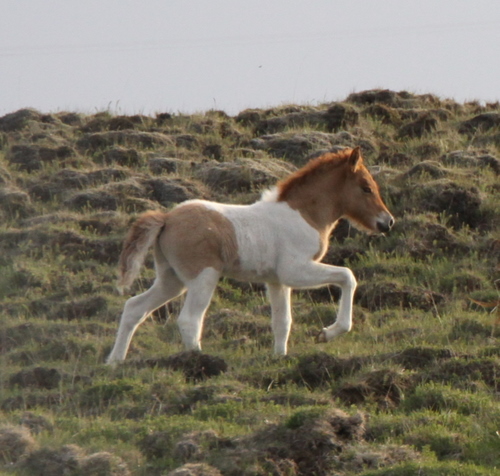 mylla_og_orka_me_folld10_001 mylla_og_orka_me_folld10_001