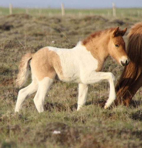 mylla_og_orka_me_folld10_002 mylla_og_orka_me_folld10_002