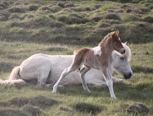 mylla_og_orka_me_folld10_003 mylla_og_orka_me_folld10_003