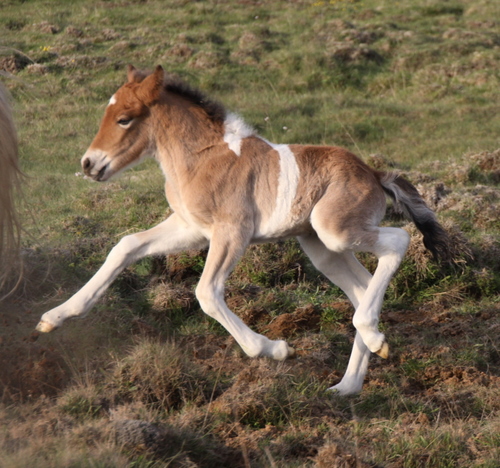 mylla_og_orka_me_folld10_005 mylla_og_orka_me_folld10_005