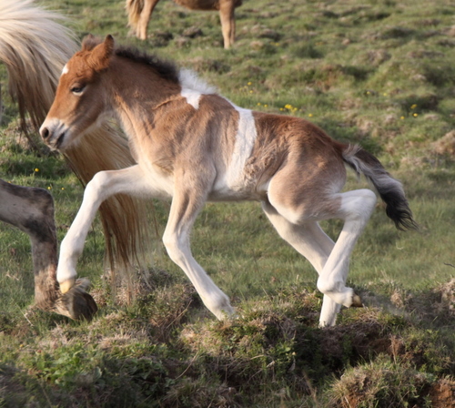 mylla_og_orka_me_folld10_006 mylla_og_orka_me_folld10_006