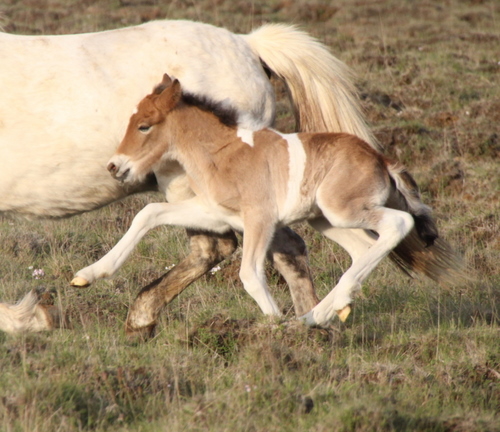 mylla_og_orka_me_folld10_007 mylla_og_orka_me_folld10_007