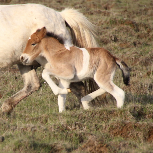 mylla_og_orka_me_folld10_008 mylla_og_orka_me_folld10_008