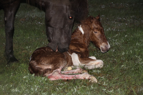 skjni_minn_001 skjni_minn_001