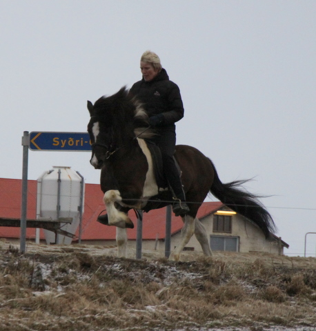 lffinnur_2_mars11_003 lffinnur_2_mars11_003