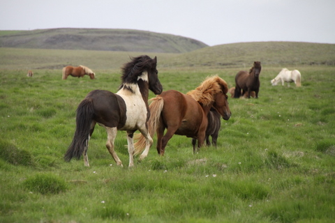 lffinnur_t_20_jni10_004 lffinnur_t_20_jni10_004