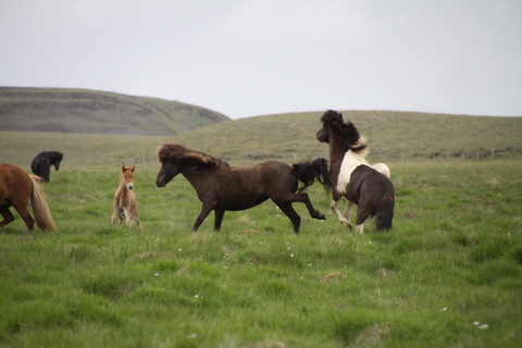 lffinnur_t_20_jni10_006 lffinnur_t_20_jni10_006