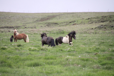 lffinnur_t_20_jni10_010 lffinnur_t_20_jni10_010