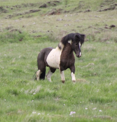 lffinnur_t_20_jni10_012 lffinnur_t_20_jni10_012