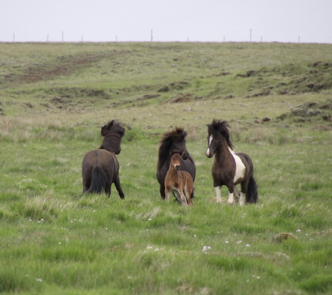 lffinnur_t_20_jni10_014 lffinnur_t_20_jni10_014