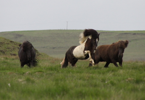 lffinnur_t_20_jni10_016 lffinnur_t_20_jni10_016