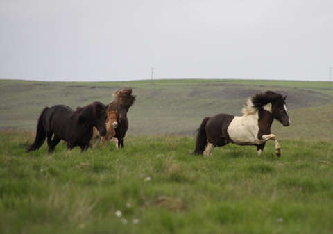 lffinnur_t_20_jni10_018 lffinnur_t_20_jni10_018