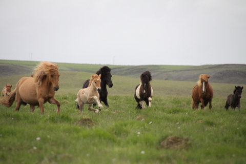 lffinnur_t_20_jni10_020 lffinnur_t_20_jni10_020