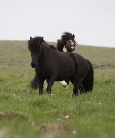 lffinnur_t_20_jni10_022 lffinnur_t_20_jni10_022