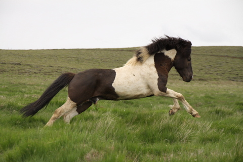 lffinnur_t_20_jni10_024 lffinnur_t_20_jni10_024