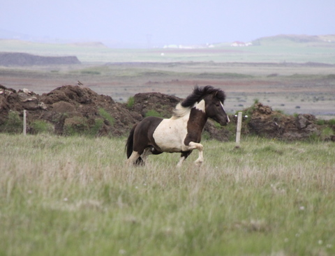 lffinnur_t_20_jni10_026 lffinnur_t_20_jni10_026