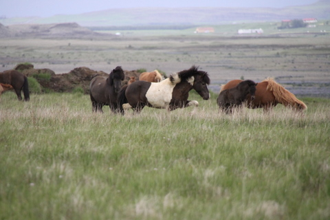 lffinnur_t_20_jni10_030 lffinnur_t_20_jni10_030