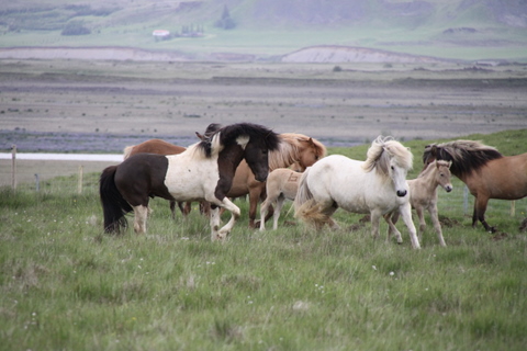 lffinnur_t_20_jni10_032 lffinnur_t_20_jni10_032